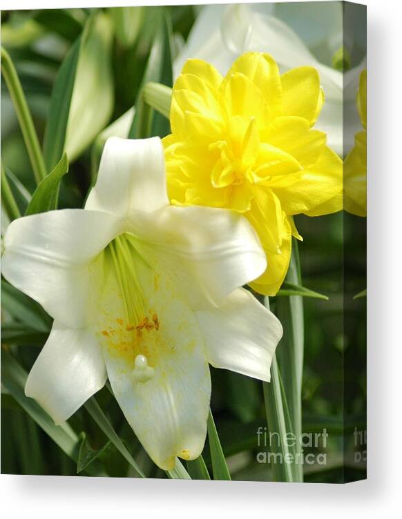 White Canvas Print featuring the photograph Easter Flowers by Kathleen Struckle