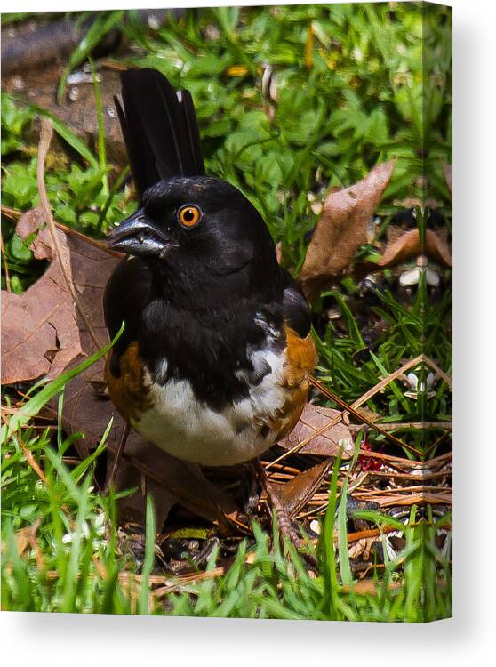 Eastern Towhee Canvas Print featuring the photograph Eastern Towhee - Male by Robert L Jackson