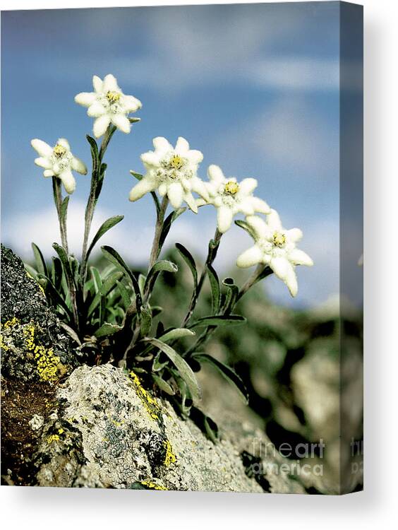 Plant Canvas Print featuring the photograph Edelweiss by Hermann Eisenbeiss