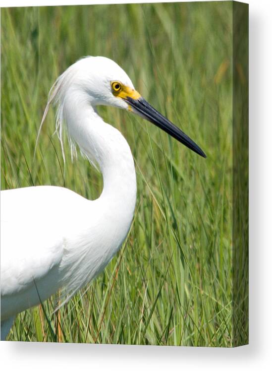 Seabird Canvas Print featuring the photograph Egret in the Sound by Greg Graham