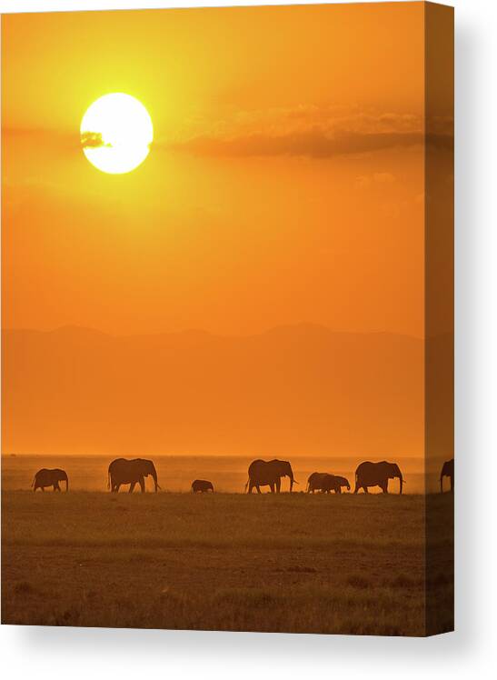 Elephant Canvas Print featuring the photograph Elephants At Sunset by Ted Taylor