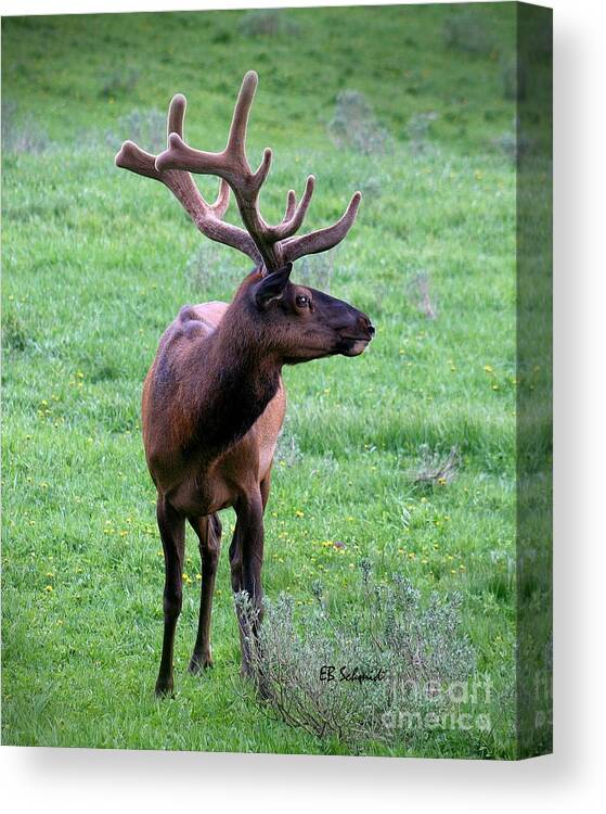 Elk Canvas Print featuring the photograph Elk in Velvet by E B Schmidt