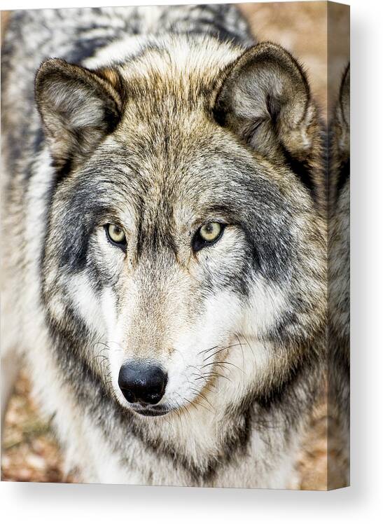 Wolf Canvas Print featuring the photograph Essence of Wolf by Gary Slawsky