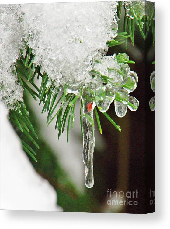 Snow Canvas Print featuring the photograph Evergreen Icicles IV by Chuck Flewelling