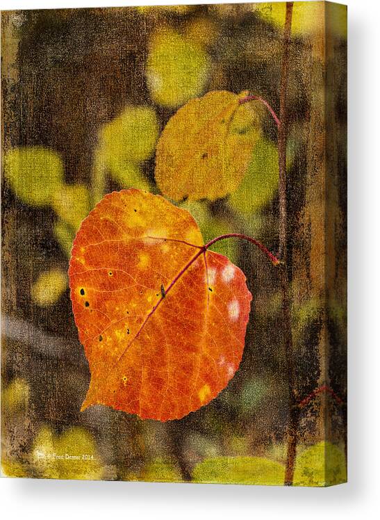 Fall Colors Canvas Print featuring the photograph Fall Quaking Aspen by Fred Denner