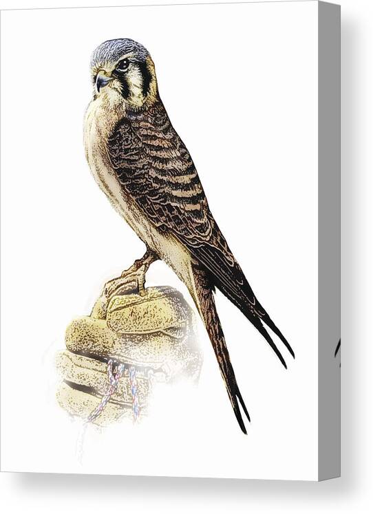 White Background Canvas Print featuring the drawing Female Kestrel Perching. by GeorgePeters