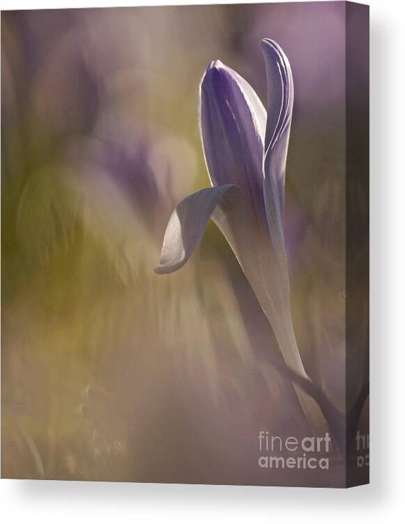 Crocus Canvas Print featuring the photograph Finally Spring by Inge Riis McDonald