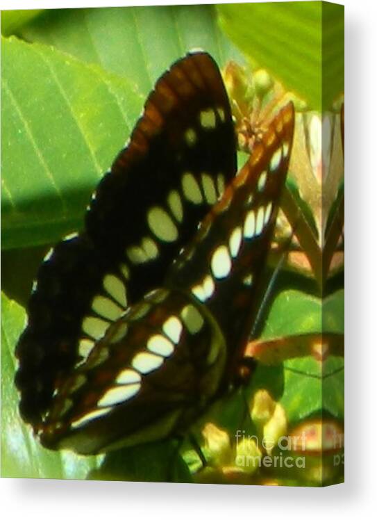 Butterfly Canvas Print featuring the photograph First Butterfly by Gallery Of Hope 