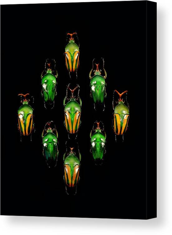 Anatomy Canvas Print featuring the photograph Flower chafer beetles by Science Photo Library