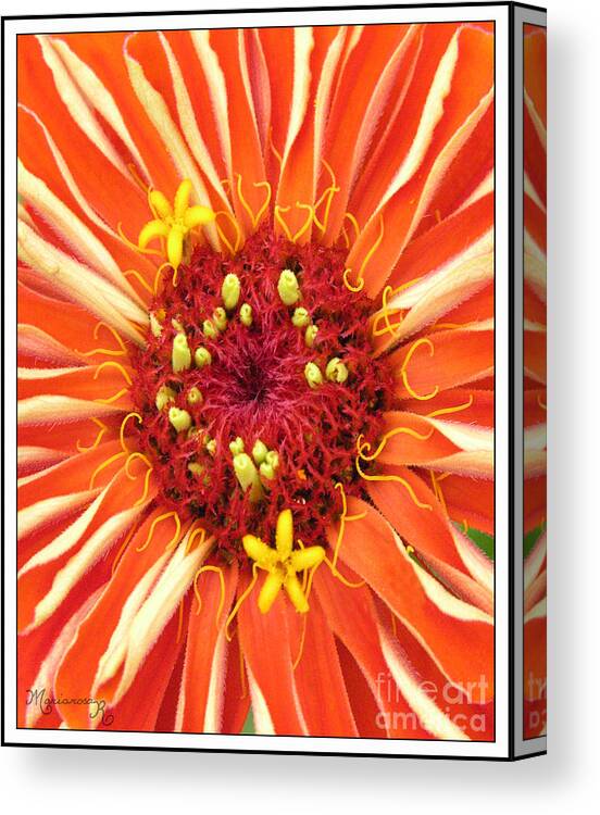 Flora Canvas Print featuring the photograph Flowers Within a Flower by Mariarosa Rockefeller