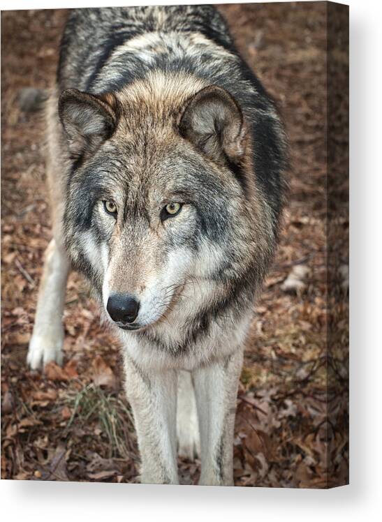 Lakota Wolf Preserve Canvas Print featuring the photograph Focused by Gary Slawsky
