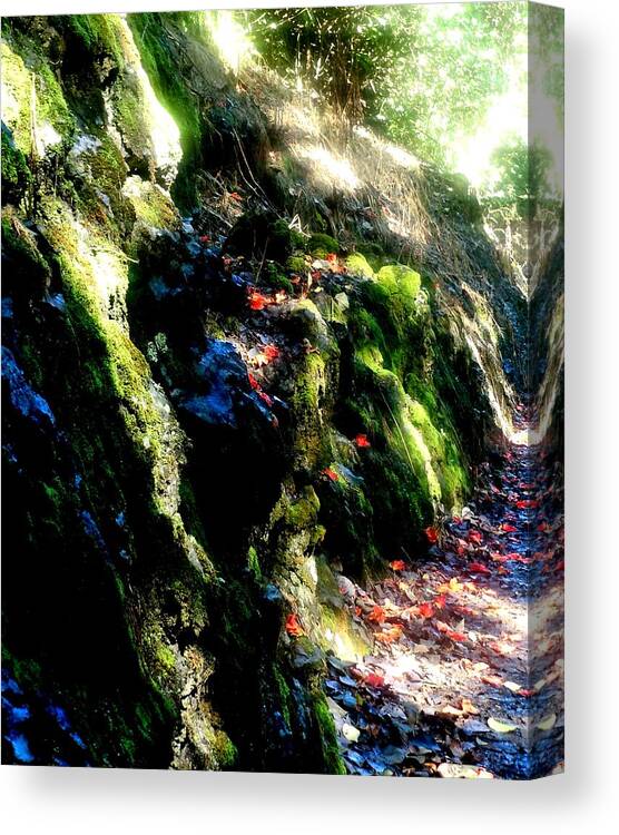 Wailua Canvas Print featuring the photograph Forest Fantasy by Karen Krause