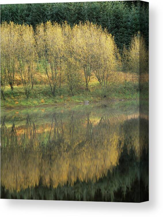 Forest Canvas Print featuring the photograph Forest Reflection by Simon Fraser/science Photo Library