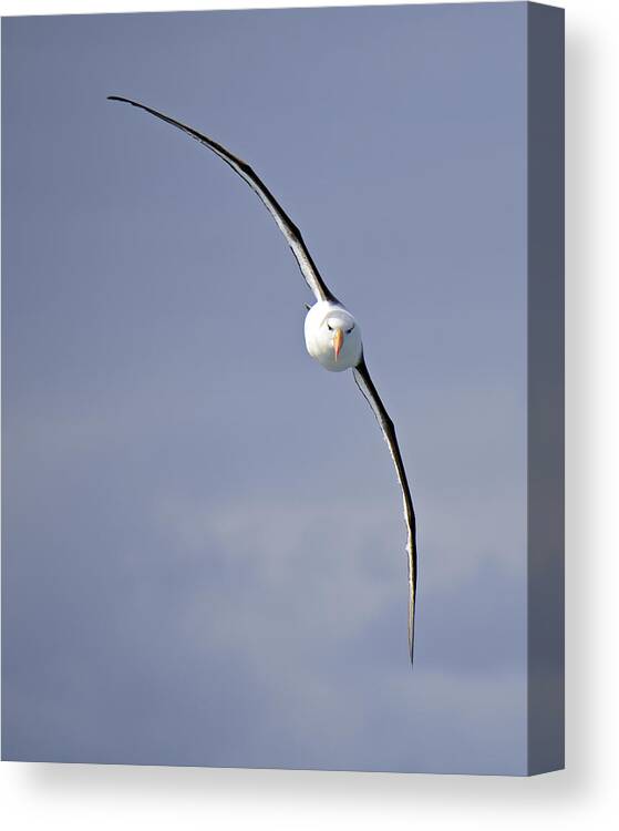 Black-browed Albatross Canvas Print featuring the photograph Free To Follow by Tony Beck