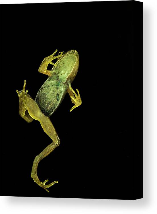 Animal Themes Canvas Print featuring the photograph Frog by Philgood
