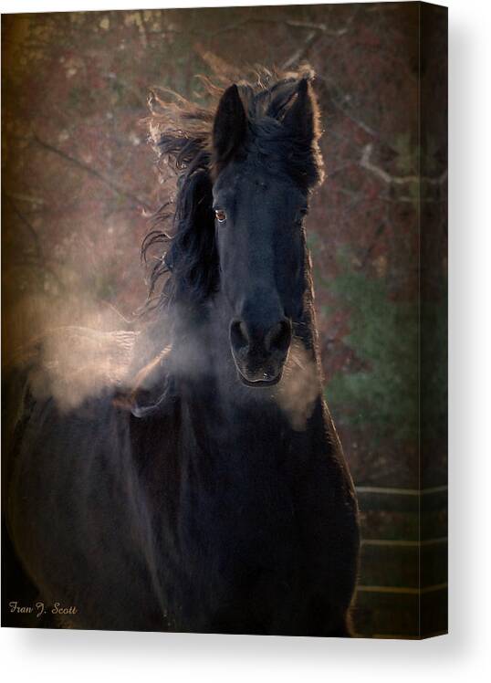 Horses Canvas Print featuring the photograph Frost by Fran J Scott
