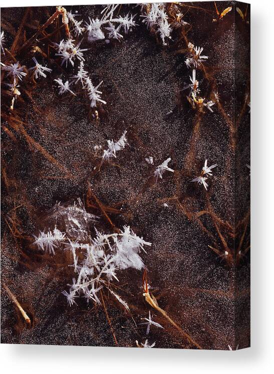 Nature Photography Canvas Print featuring the photograph Frost Plumes by Tom Daniel