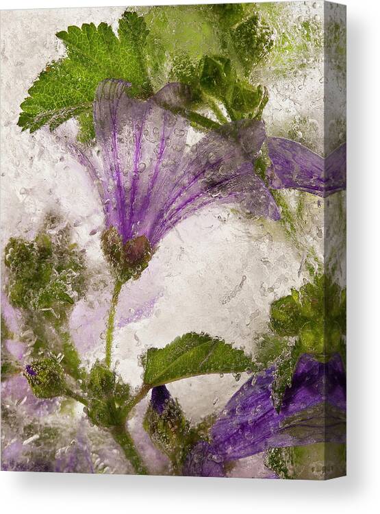 Purple Canvas Print featuring the photograph Frozen Mallow Flower by Secundino Losada