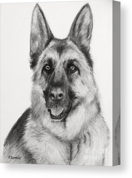 German Shepherd Canvas Print featuring the drawing German Shepherd Drawn in Charcoal by Kate Sumners