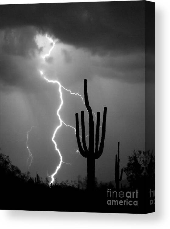 Saguaro Canvas Print featuring the photograph Giant Saguaro Cactus Lightning Strike BW by James BO Insogna