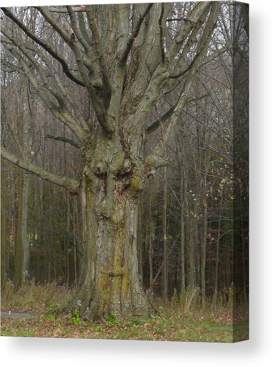 Gnarled Tree Canvas Print featuring the photograph Gnarly Face by Jo Appleby
