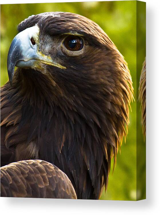 Golden Eagle Canvas Print featuring the photograph Golden Eagle by Robert L Jackson