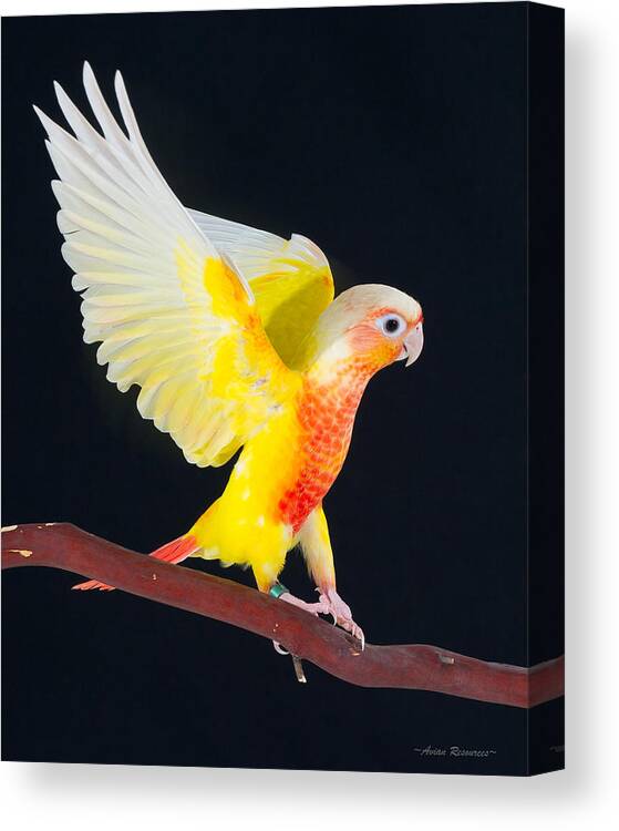 Suncheek Canvas Print featuring the photograph Golden Greencheek Conure by Avian Resources