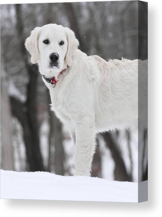 English Cream Golden Retriever Canvas Print featuring the photograph Golden Retriever in the snow by Coby Cooper