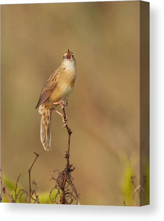 Animal Canvas Print featuring the photograph Grasshopper Warbler by Paul Scoullar