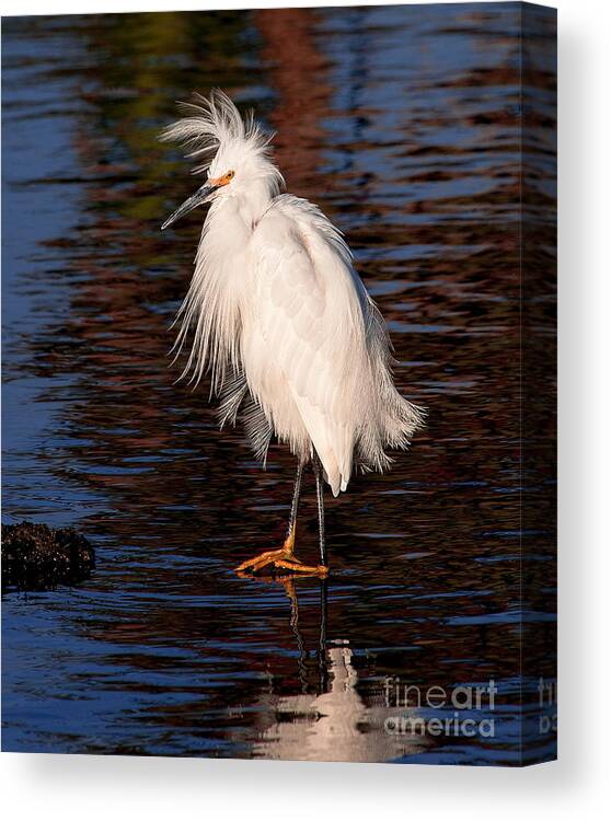 Great Egret Bird Photographs Canvas Print featuring the photograph Great Egret Walking On Water by Jerry Cowart