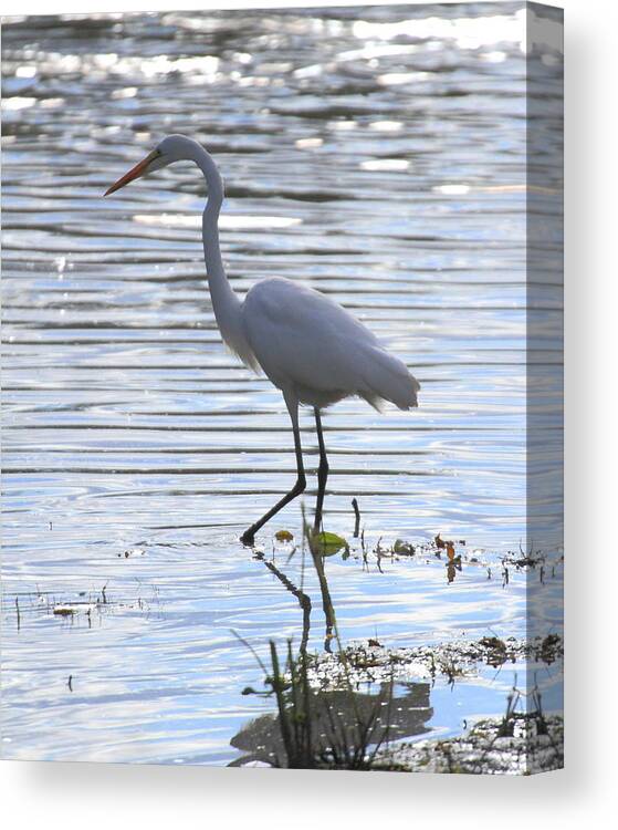 Great White Egret Canvas Print featuring the photograph Great White Egret by Coby Cooper