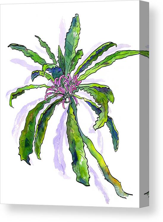 Hawaii Canvas Print featuring the painting Hawaiian Haha Plant Cyanea Stictophylla by Diane Thornton