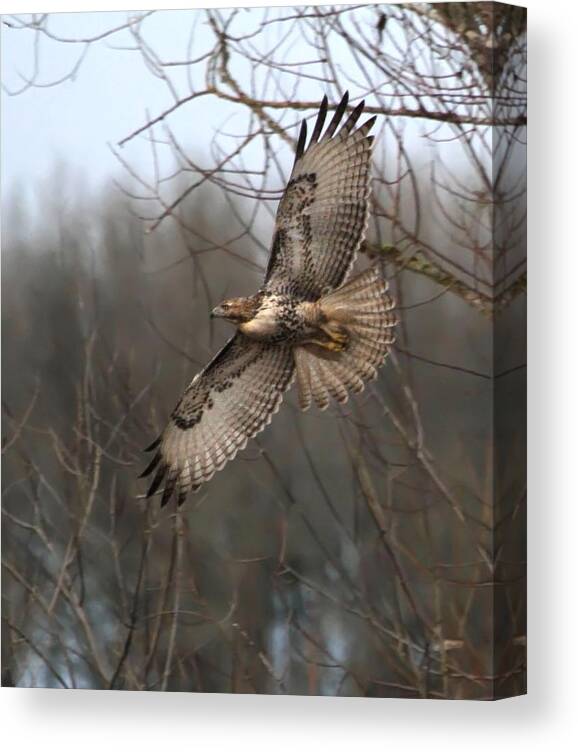 Hawk Canvas Print featuring the photograph Hawk in Flight by Angie Vogel