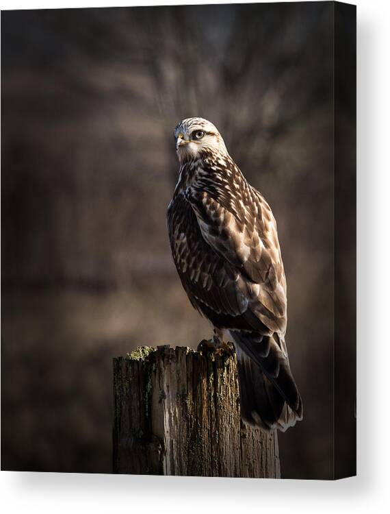 Rough-legged Hawk Canvas Print featuring the photograph Hawk On A Post by Randy Hall