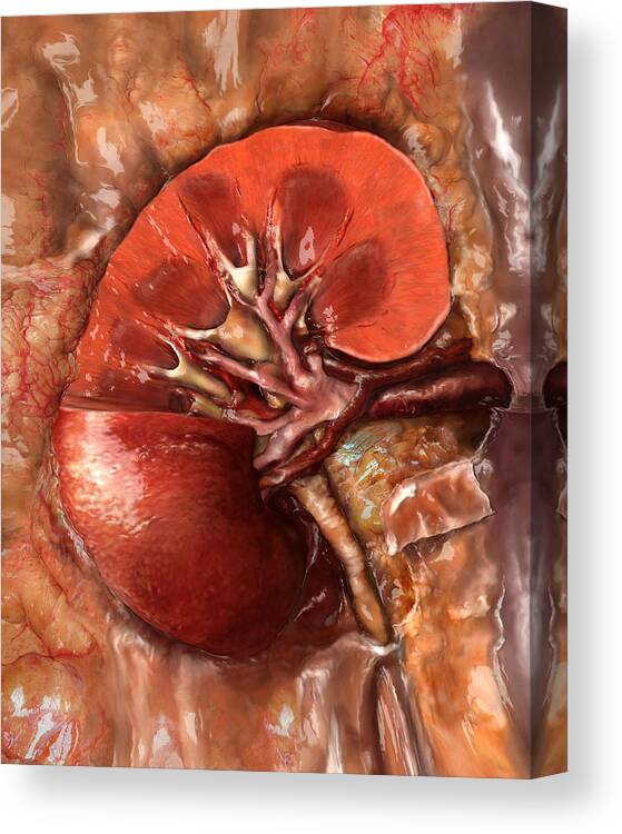 Adrenal Gland Canvas Print featuring the photograph Healthy Kidney, Sectioned by Anatomical Travelogue