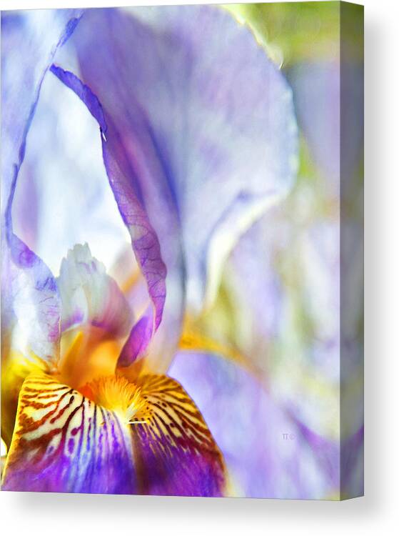Iris Canvas Print featuring the photograph Heavenly Iris by Theresa Tahara