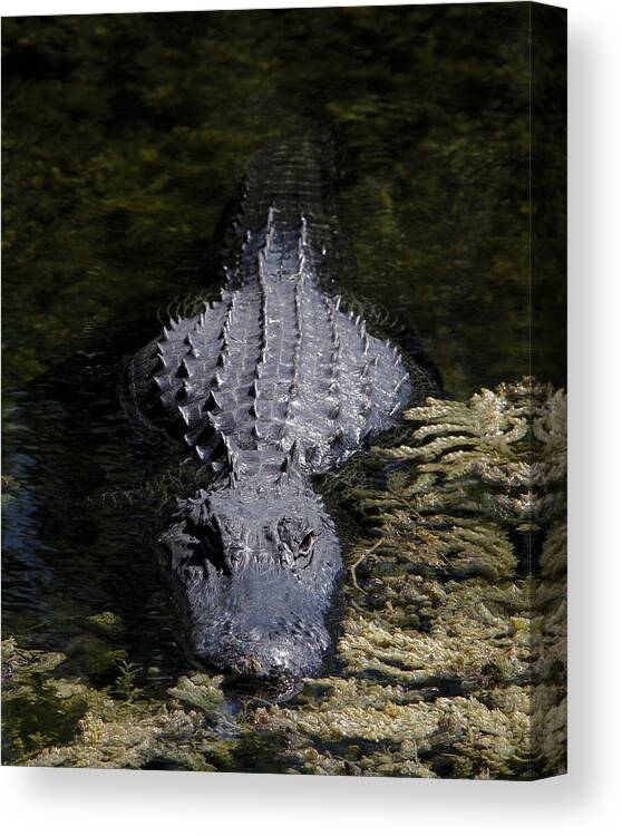 American Alligator Canvas Print featuring the photograph Here's looking at you by Doris Potter
