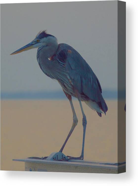 Birds Canvas Print featuring the photograph Heron Portrait by Billy Beck