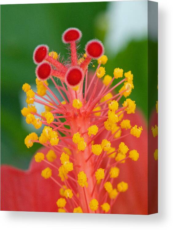 Hibiscus Canvas Print featuring the photograph Hibiscus by Greg Graham
