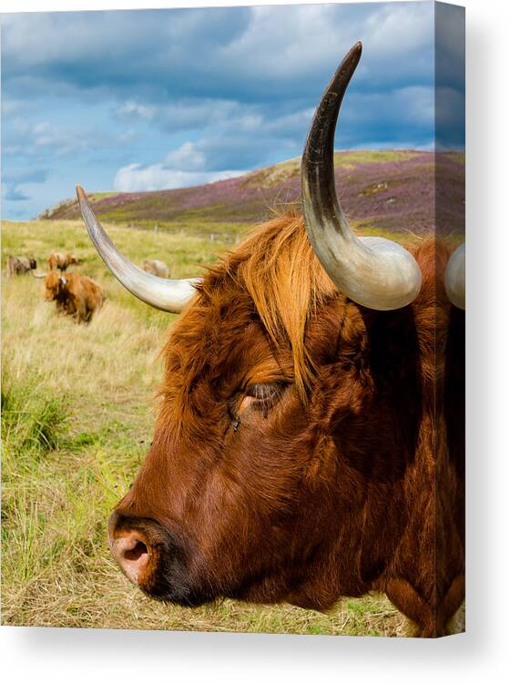 Cow Canvas Print featuring the photograph Highland Cattle On Scottish Pasture by Andreas Berthold