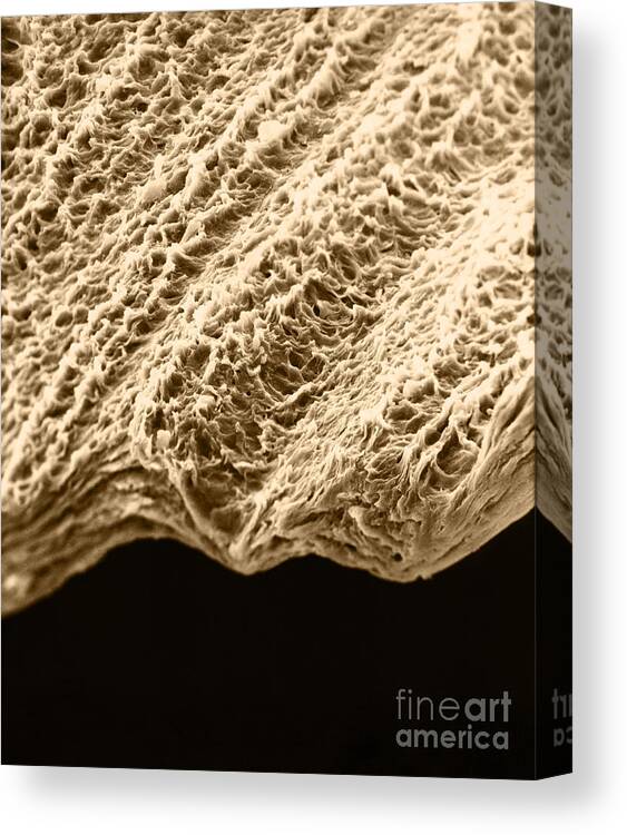 Science Canvas Print featuring the photograph Human Fingernail Sem by David M. Phillips