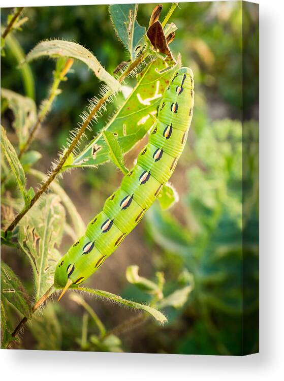 Caterpillar Canvas Print featuring the photograph Hummingbird Moth Caterpillar by Bill Pevlor
