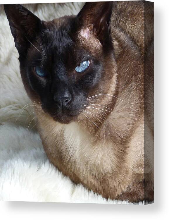 Tonkinese Canvas Print featuring the photograph I Am A Tonkinese by Margaret Saheed