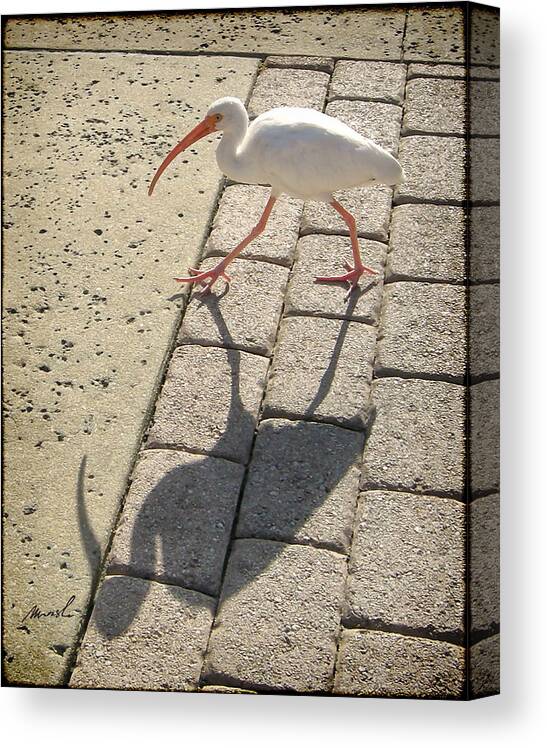 Ibis Canvas Print featuring the photograph Ibis by The Art of Marsha Charlebois