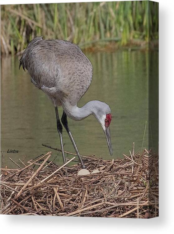 Sandhill Crane Canvas Print featuring the digital art Impending Incubation by Larry Linton