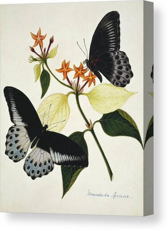 Mussaenda Speciosa Canvas Print featuring the photograph Indian Butterflies And Flowers by Natural History Museum, London/science Photo Library
