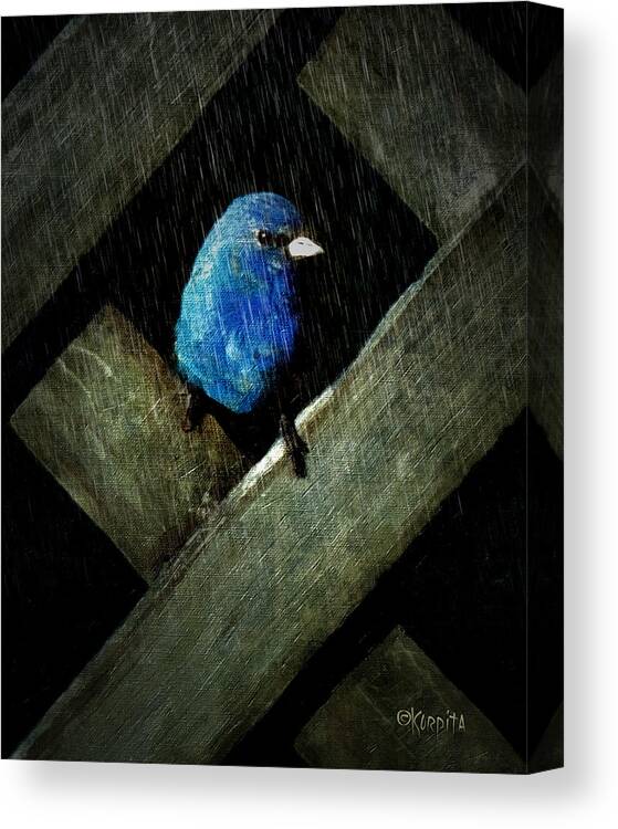 Rebecca Korpita Canvas Print featuring the photograph Indigo Bunting Bird - Night Rain by Rebecca Korpita