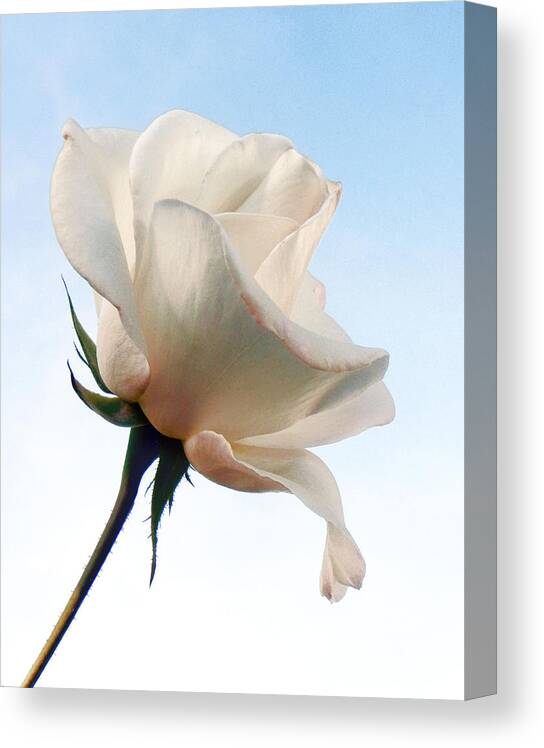 Rose Canvas Print featuring the photograph Innocence by Deb Halloran