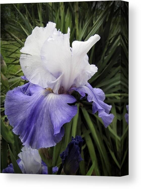 Iris Canvas Print featuring the photograph Iris Lavender and White floral photograph by Ann Powell