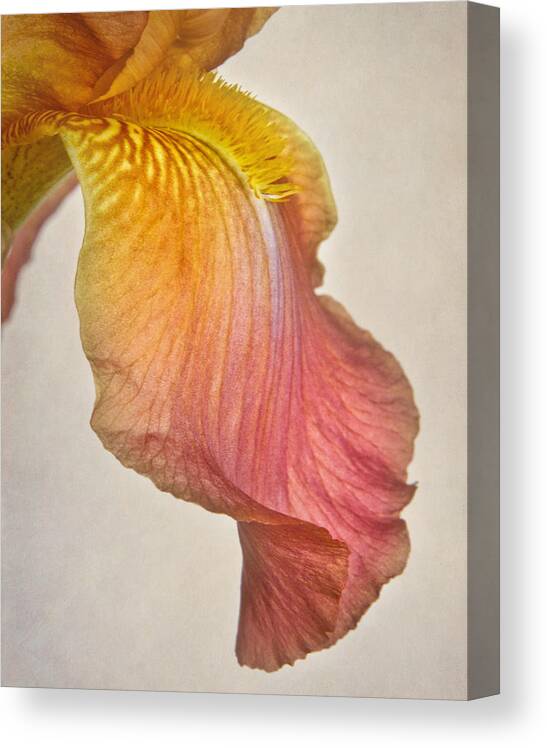 Black And White Canvas Print featuring the photograph Iris Petal by David and Carol Kelly
